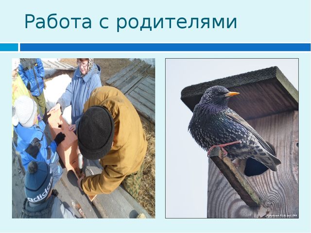 Презентация к проекту "Перелетные птицы" средняя подгруппа.