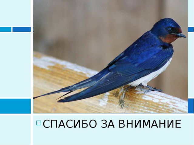 Презентация к проекту "Перелетные птицы" средняя подгруппа.