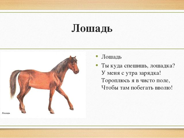 Презентация "Домашние животные" для детей старшей группы