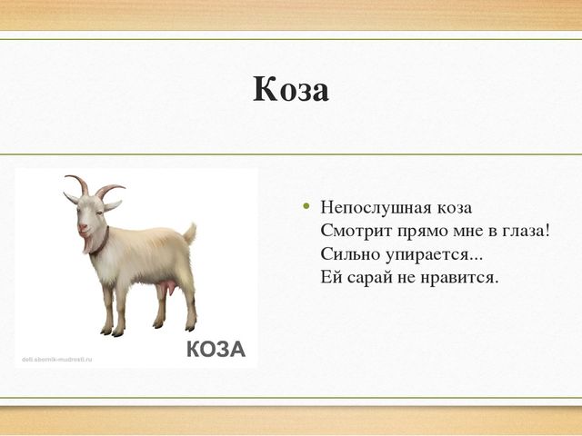 Презентация "Домашние животные" для детей старшей группы