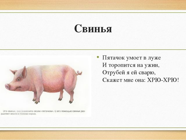 Презентация "Домашние животные" для детей старшей группы