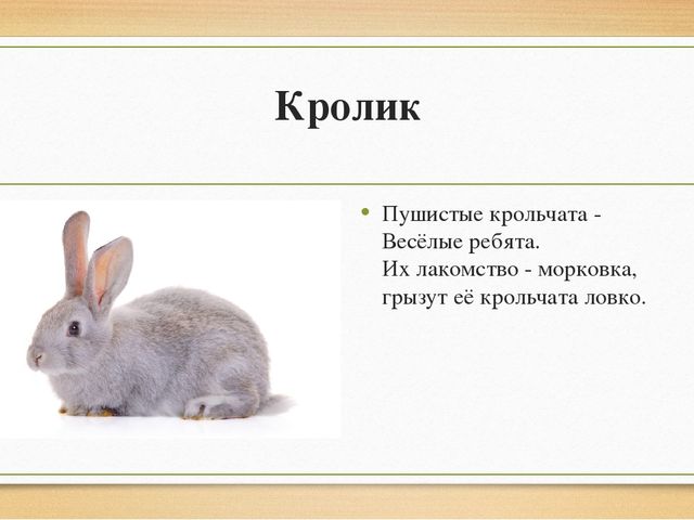 Презентация "Домашние животные" для детей старшей группы