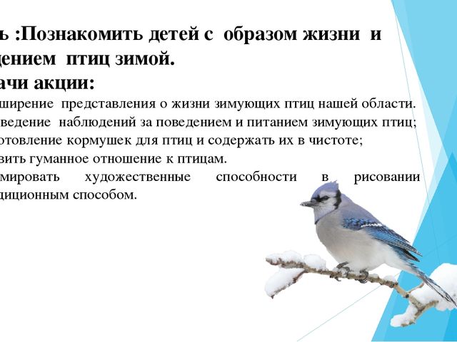 Экологическая акция Покормите птиц зимой. Задачи проекта Покормите птиц зимой. Цель и задачи акции Покормите птиц зимой. Задания для младшей группы покормим птиц.