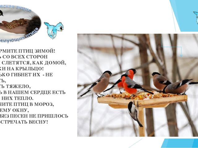 Экологическая акция "Покормите птиц" (2-я младшая группа)