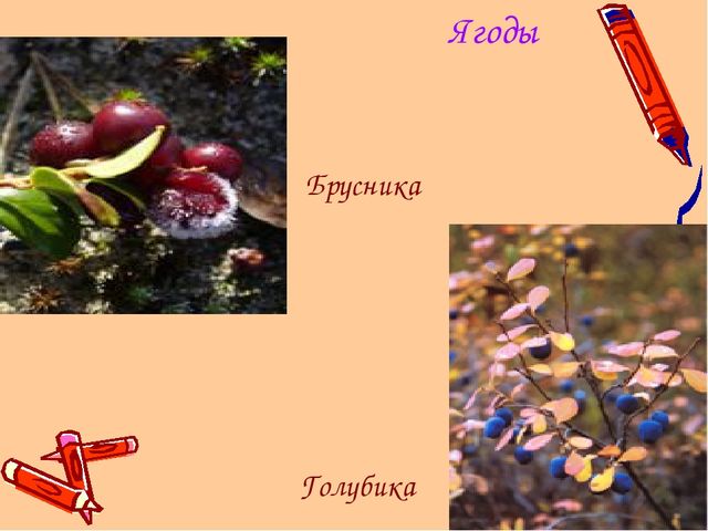 Ямал наш - край!