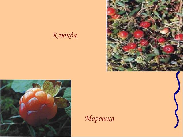 Ямал наш - край!