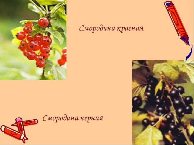 Ямал наш - край!