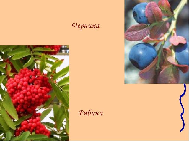 Ямал наш - край!