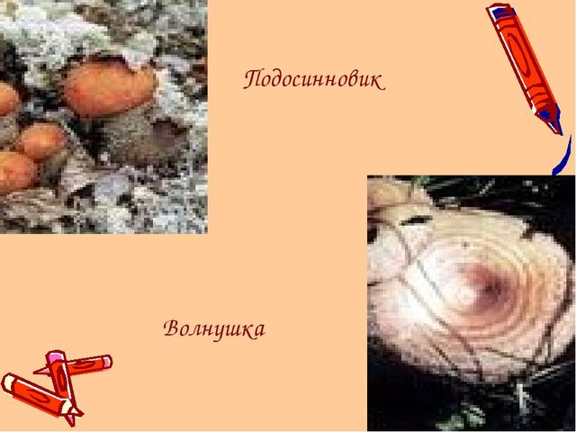 Ямал наш - край!