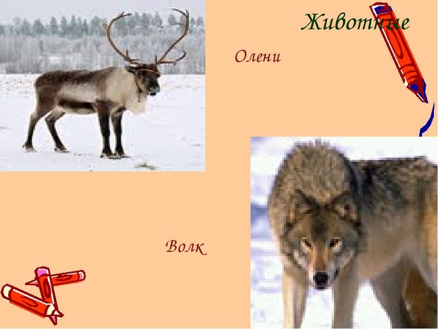 Ямал наш - край!
