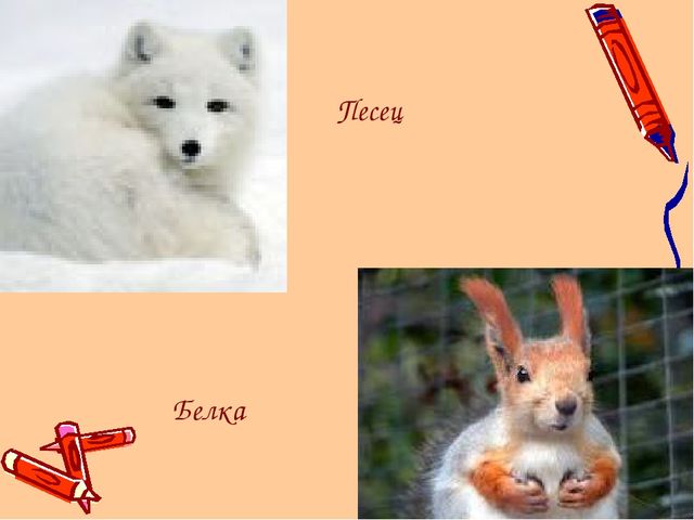 Ямал наш - край!