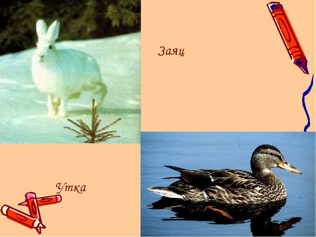 Ямал наш - край!