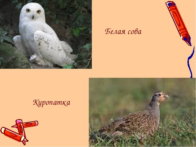 Ямал наш - край!