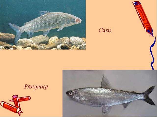 Ямал наш - край!