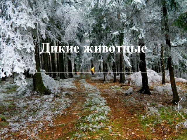 Презентация: "Дикие и домашние животные"