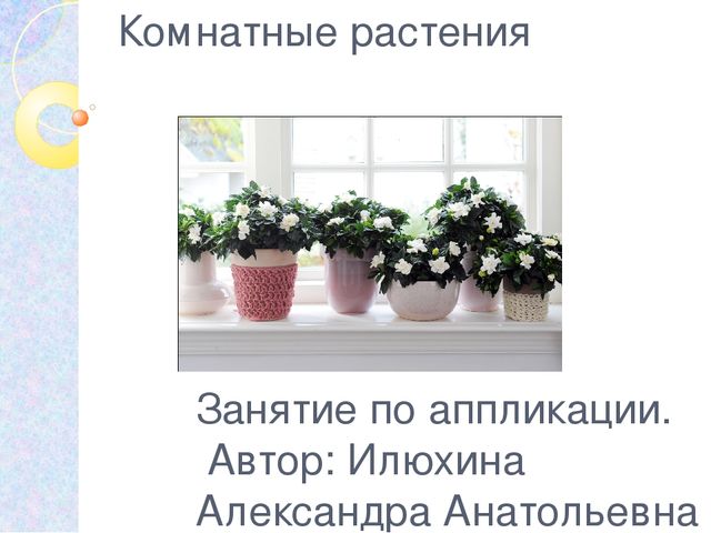 Презентация на тему: "Комнатные растения"
