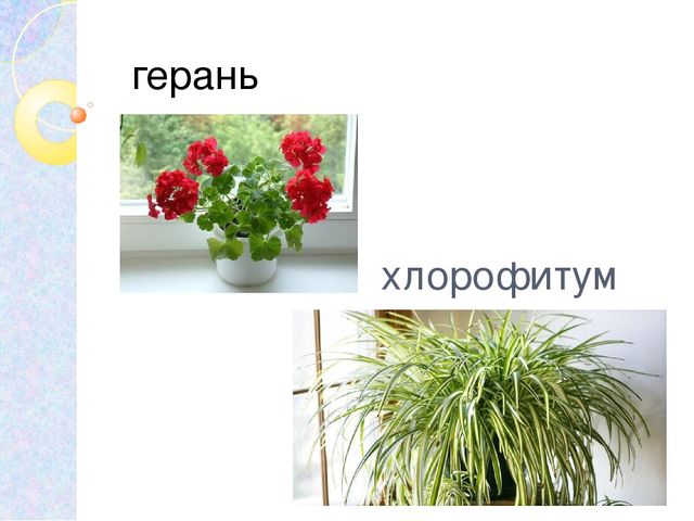 Презентация на тему: "Комнатные растения"
