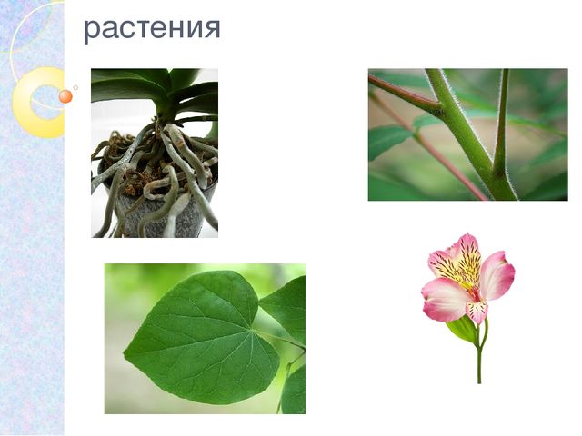 Презентация на тему: "Комнатные растения"