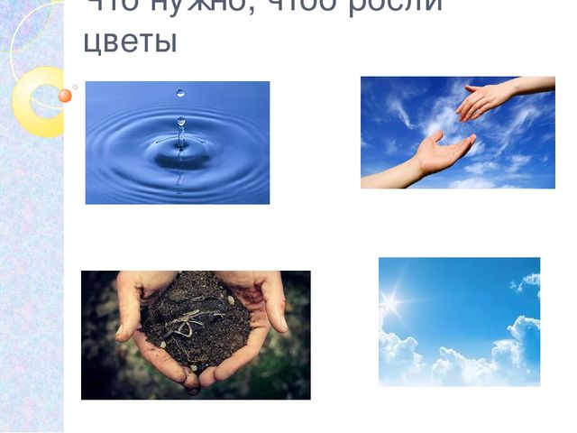 Презентация на тему: "Комнатные растения"