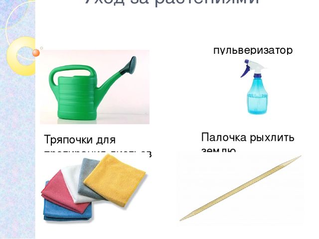 Презентация на тему: "Комнатные растения"
