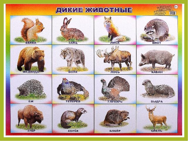 Презентация для дошкольников "Дикие животные"