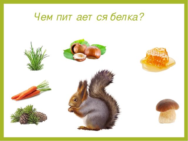 Презентация для дошкольников "Дикие животные"