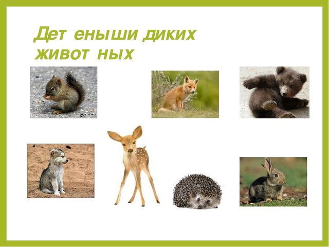 Презентация для дошкольников "Дикие животные"