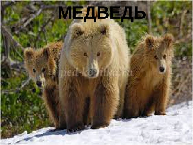 Презентация к конспекту ООД "Путешествие в страну красивой речи"