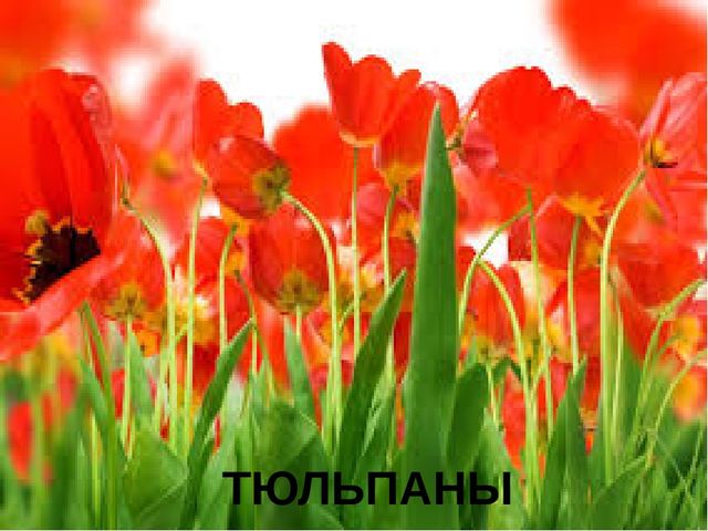 Презентация к конспекту ООД "Путешествие в страну красивой речи"