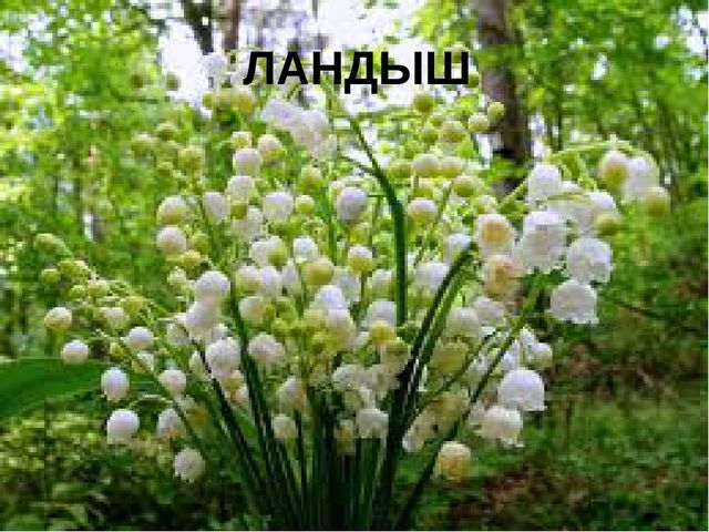 Презентация к конспекту ООД "Путешествие в страну красивой речи"