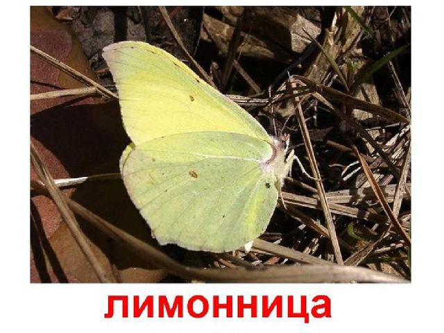 Презентация к конспекту ООД "Путешествие в страну красивой речи"
