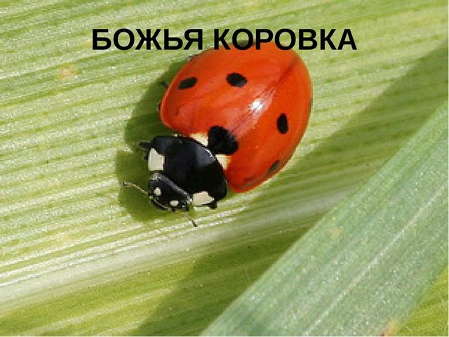 Презентация к конспекту ООД "Путешествие в страну красивой речи"