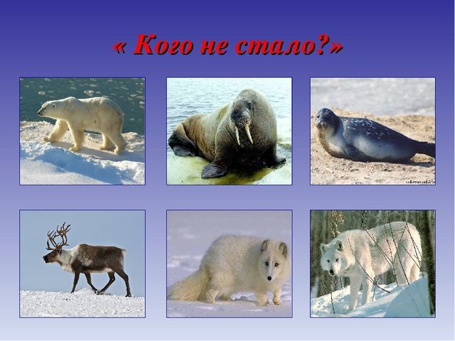 Презентация для дошкольников по теме "Животные Севера" (дидактические игры и упражнения)