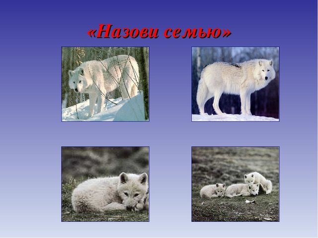 Презентация для дошкольников по теме "Животные Севера" (дидактические игры и упражнения)
