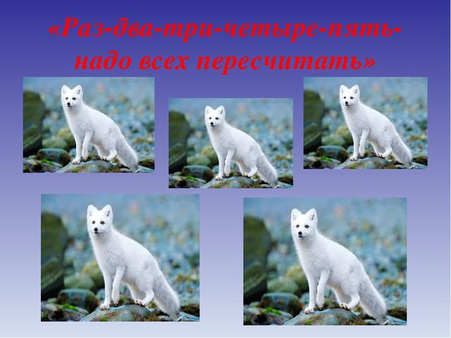 Презентация для дошкольников по теме "Животные Севера" (дидактические игры и упражнения)