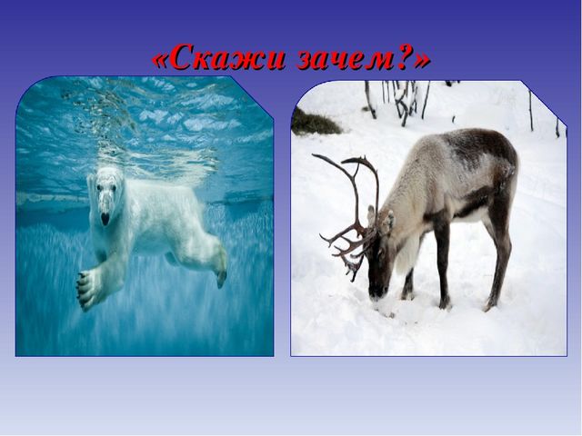 Презентация для дошкольников по теме "Животные Севера" (дидактические игры и упражнения)