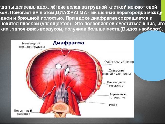 Презентация на тему: " Как у человека происходит вдох и выдох"