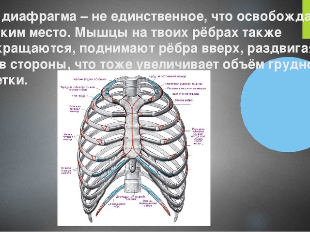 Презентация на тему: " Как у человека происходит вдох и выдох"