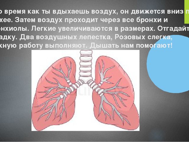 Презентация на тему: " Как у человека происходит вдох и выдох"