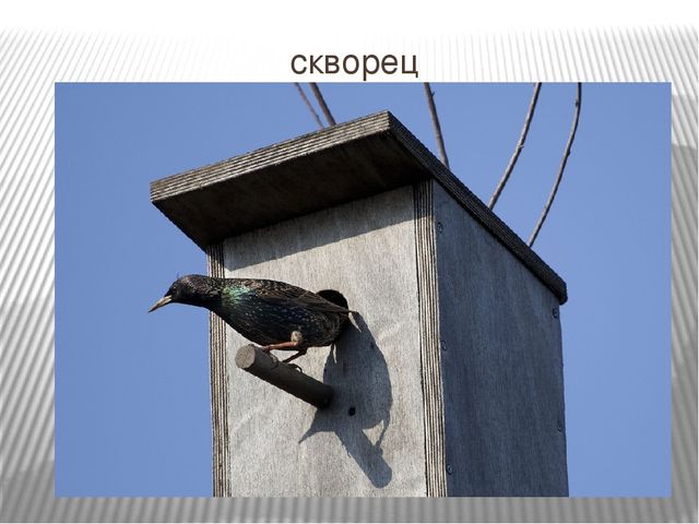 Презентация: "Пение птиц: музыка и природа"