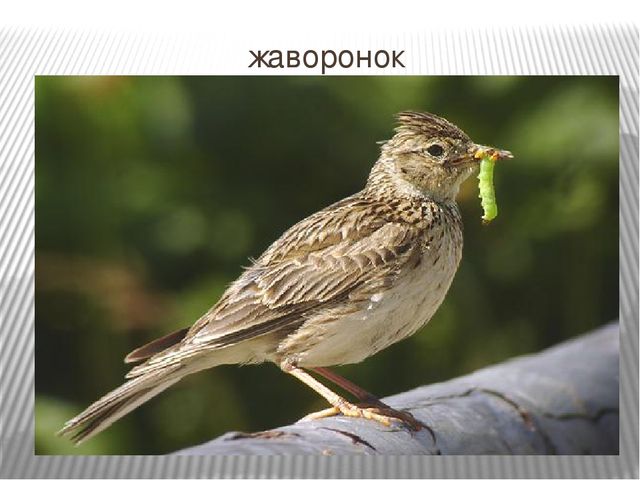 Презентация: "Пение птиц: музыка и природа"