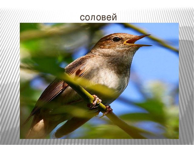 Презентация: "Пение птиц: музыка и природа"