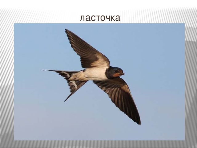 Презентация: "Пение птиц: музыка и природа"