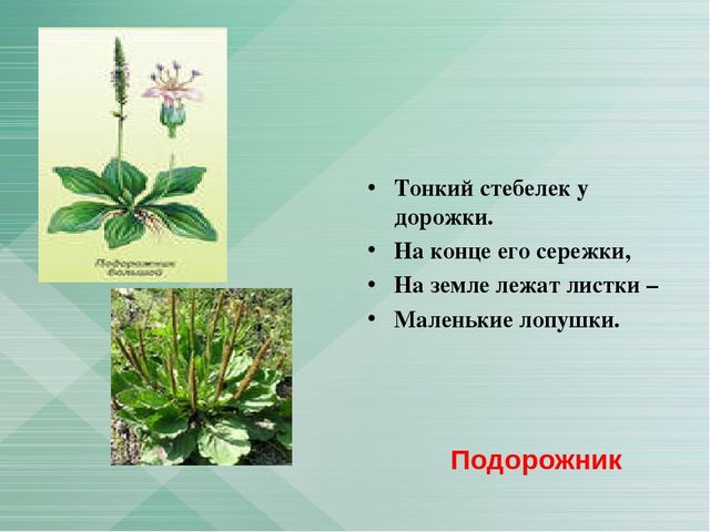 Презентация "Загадки о лекарственных растениях"
