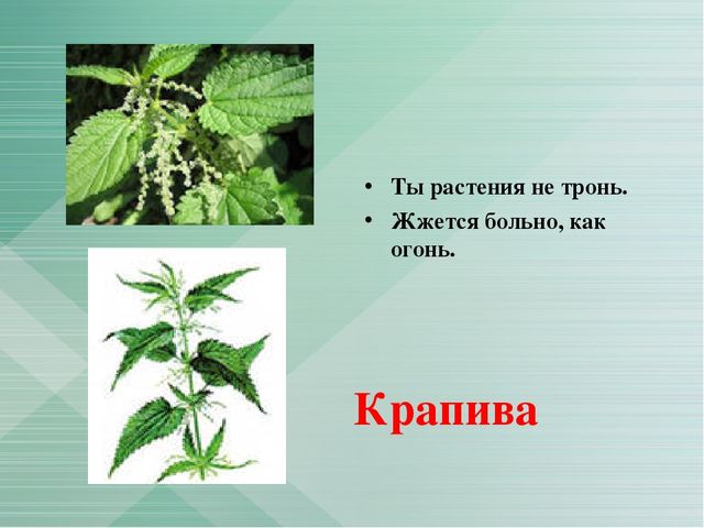 Презентация "Загадки о лекарственных растениях"