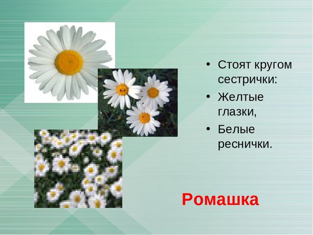 Презентация "Загадки о лекарственных растениях"