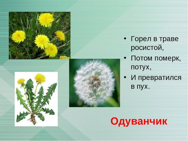 Презентация "Загадки о лекарственных растениях"