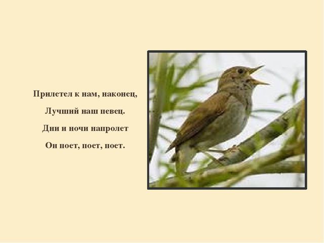 Презентация "Перелетные птицы родного края".