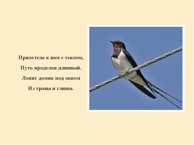 Презентация "Перелетные птицы родного края".