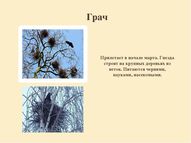 Презентация "Перелетные птицы родного края".